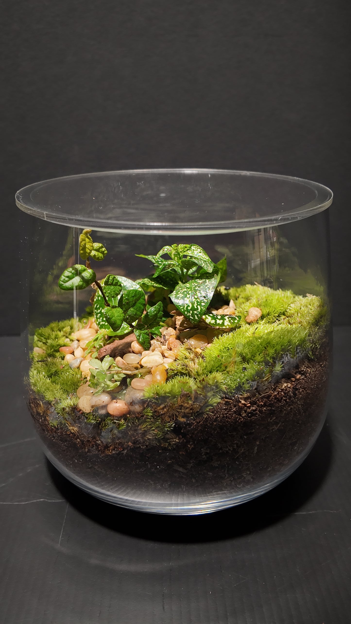 Terrarium #34