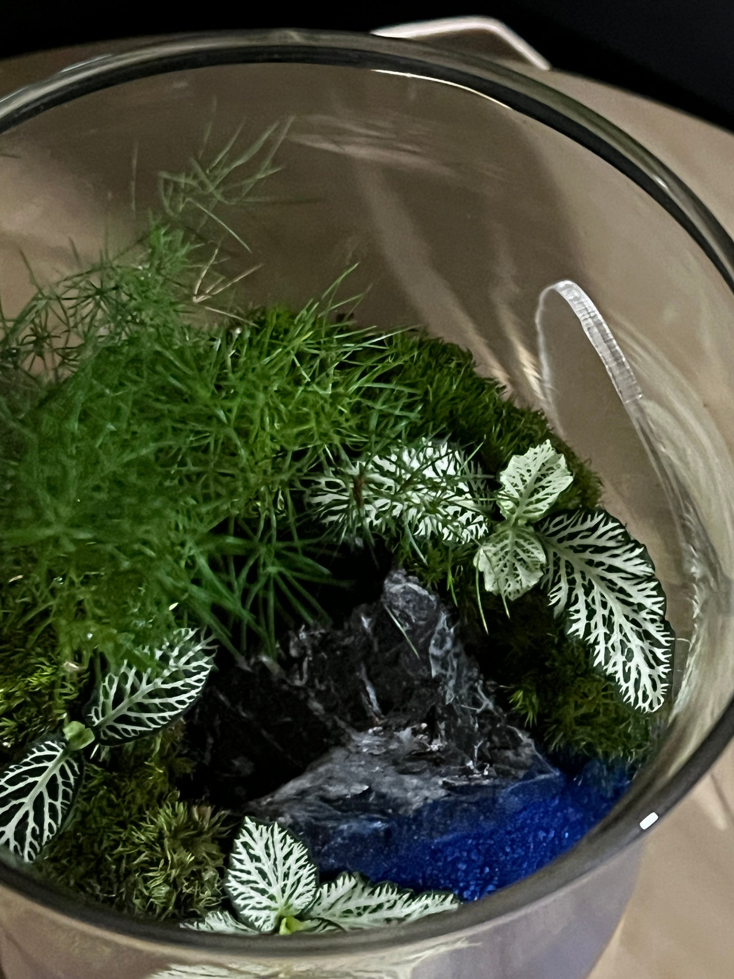Terrarium 798