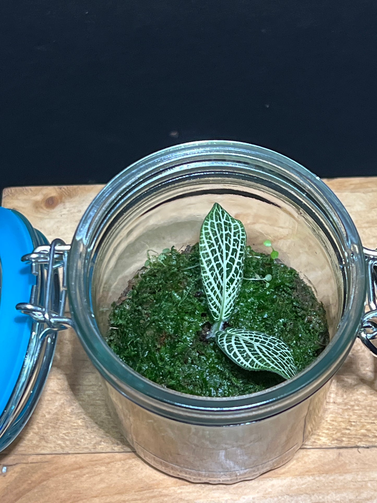 Terrarium #125