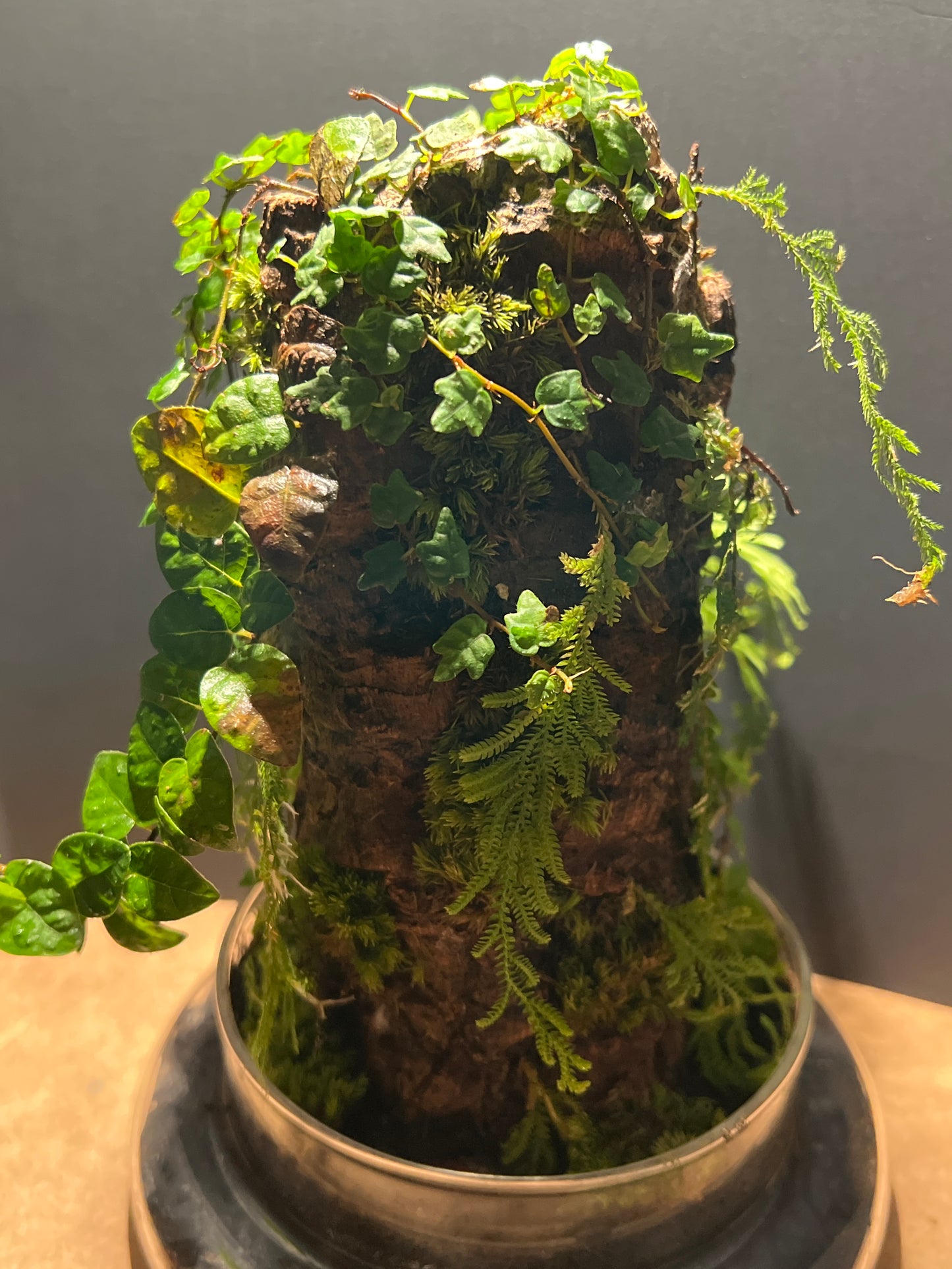 Terrarium 500