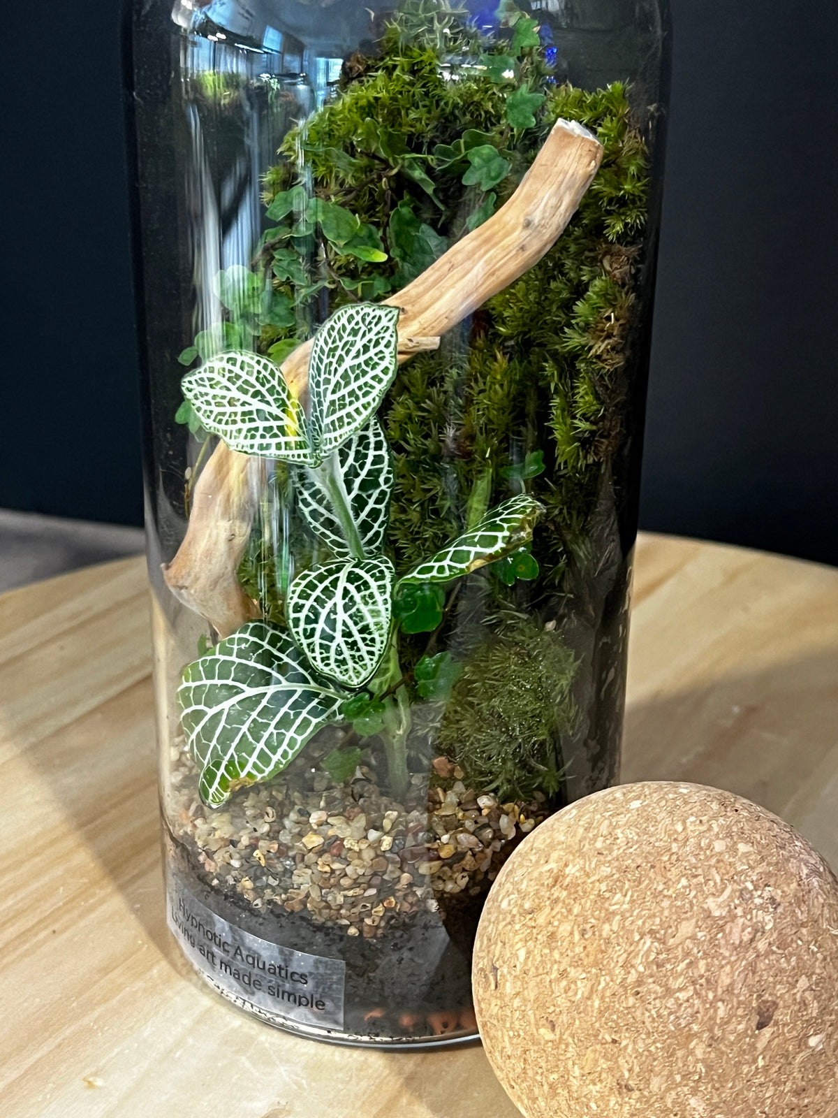 Terrarium 978