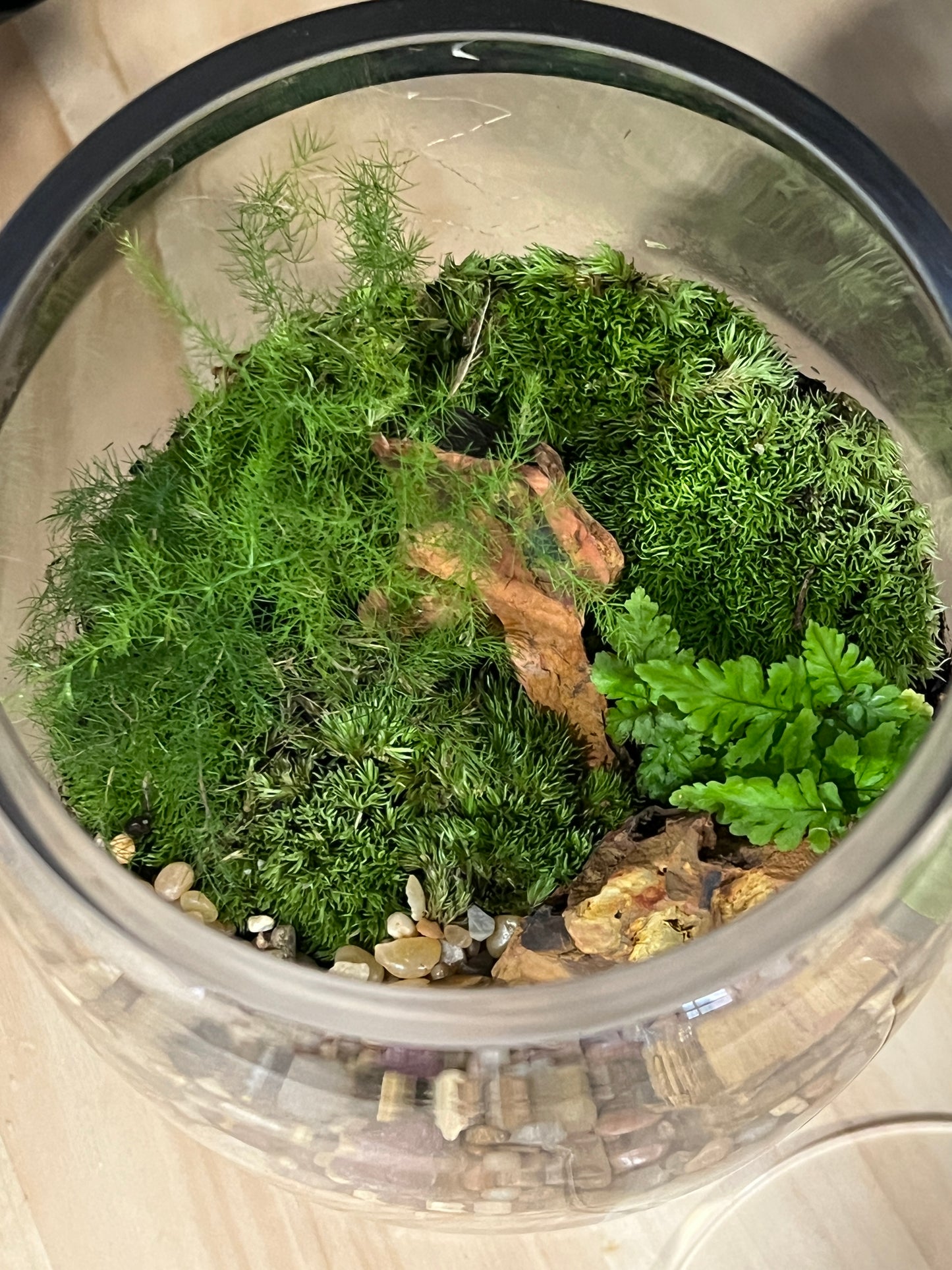 Terrarium 906