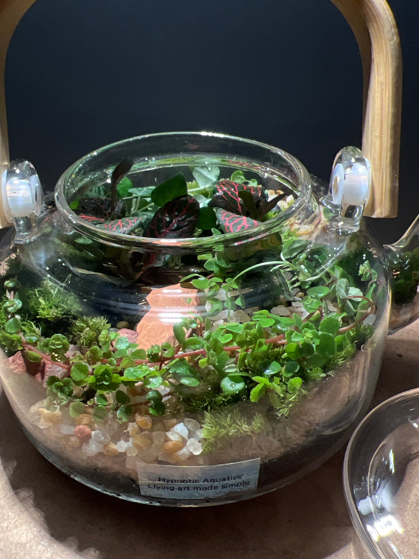 Terrarium 504