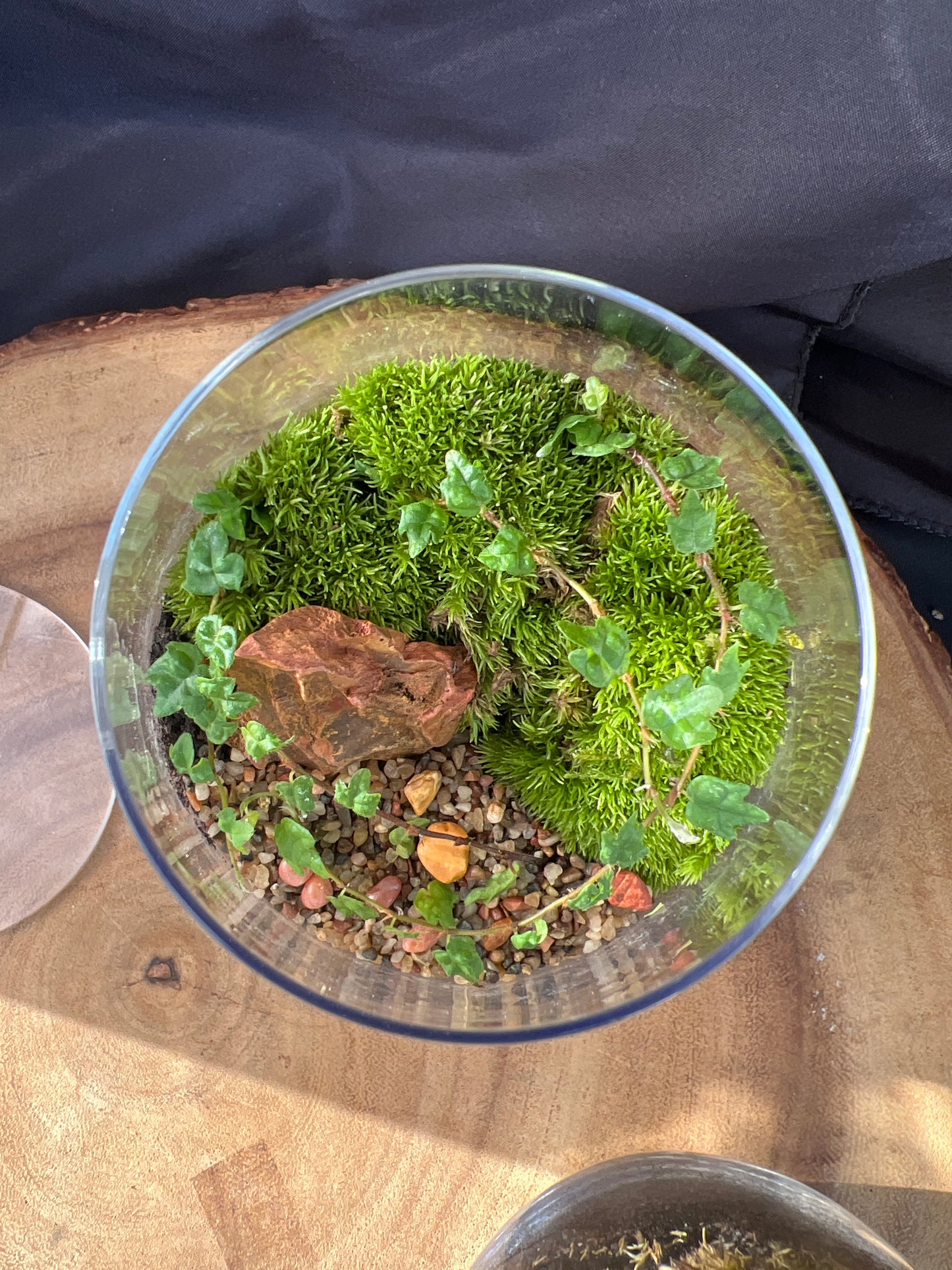 Terrarium 924