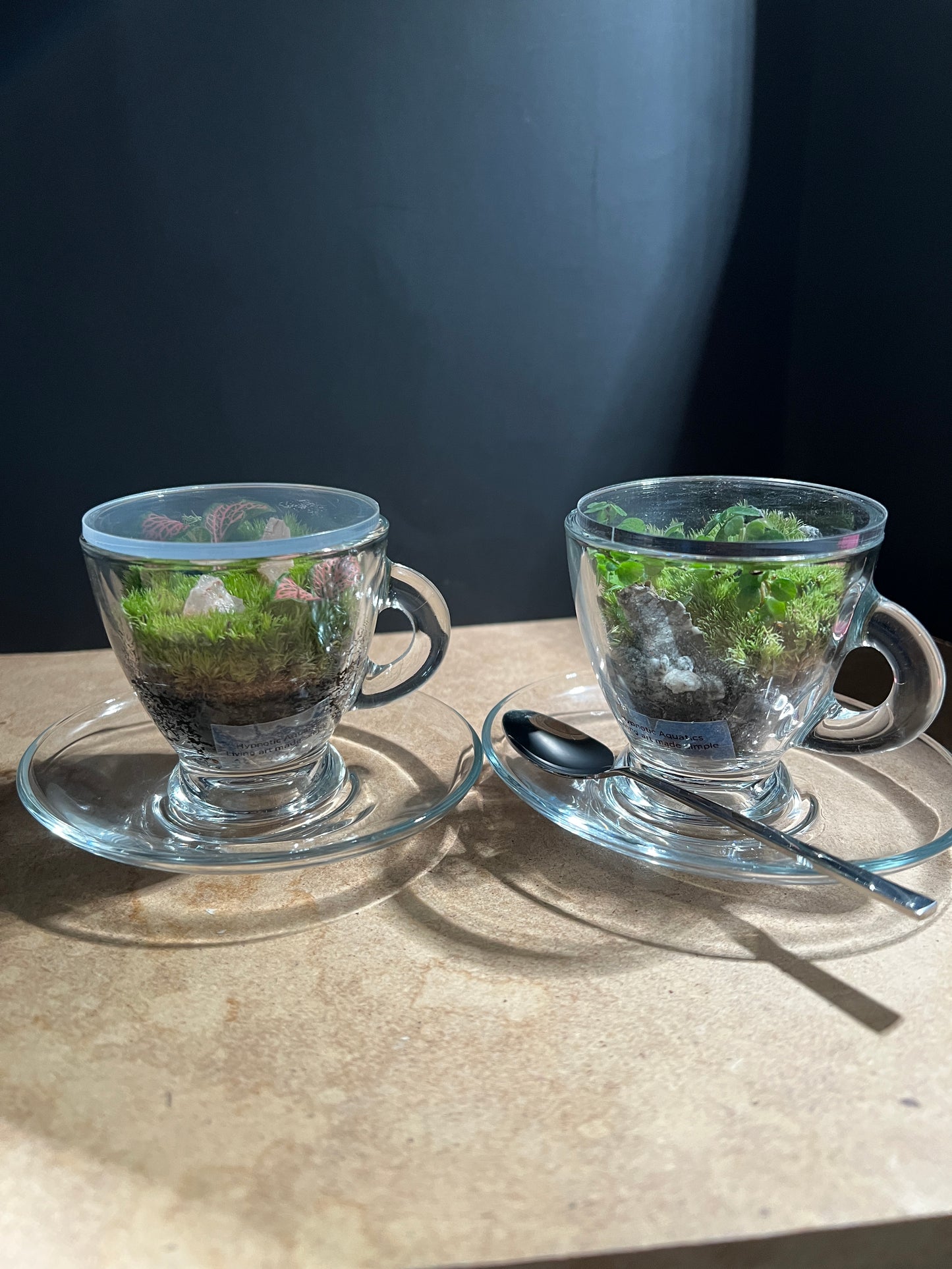 Terrarium 897 (seti)