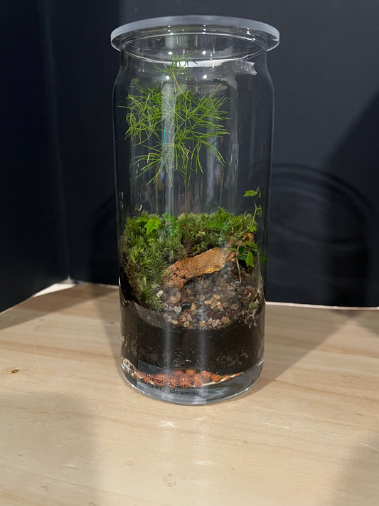Terrarium 809