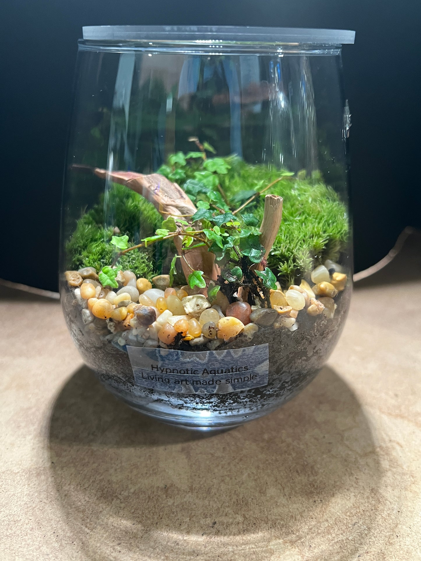 Terrarium 855