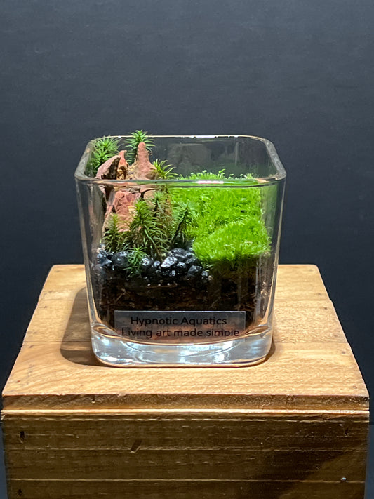 Terrarium #159
