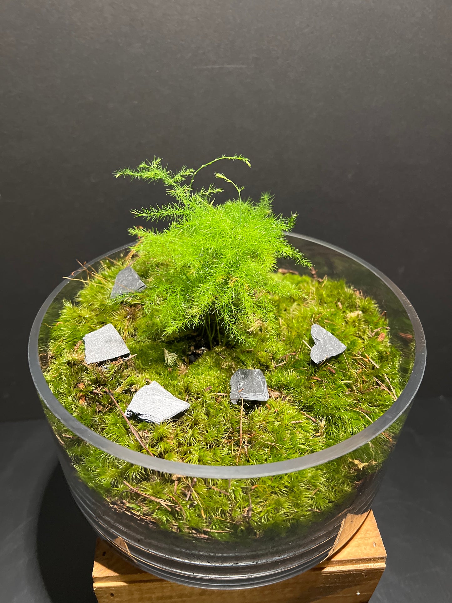 Terrarium #161