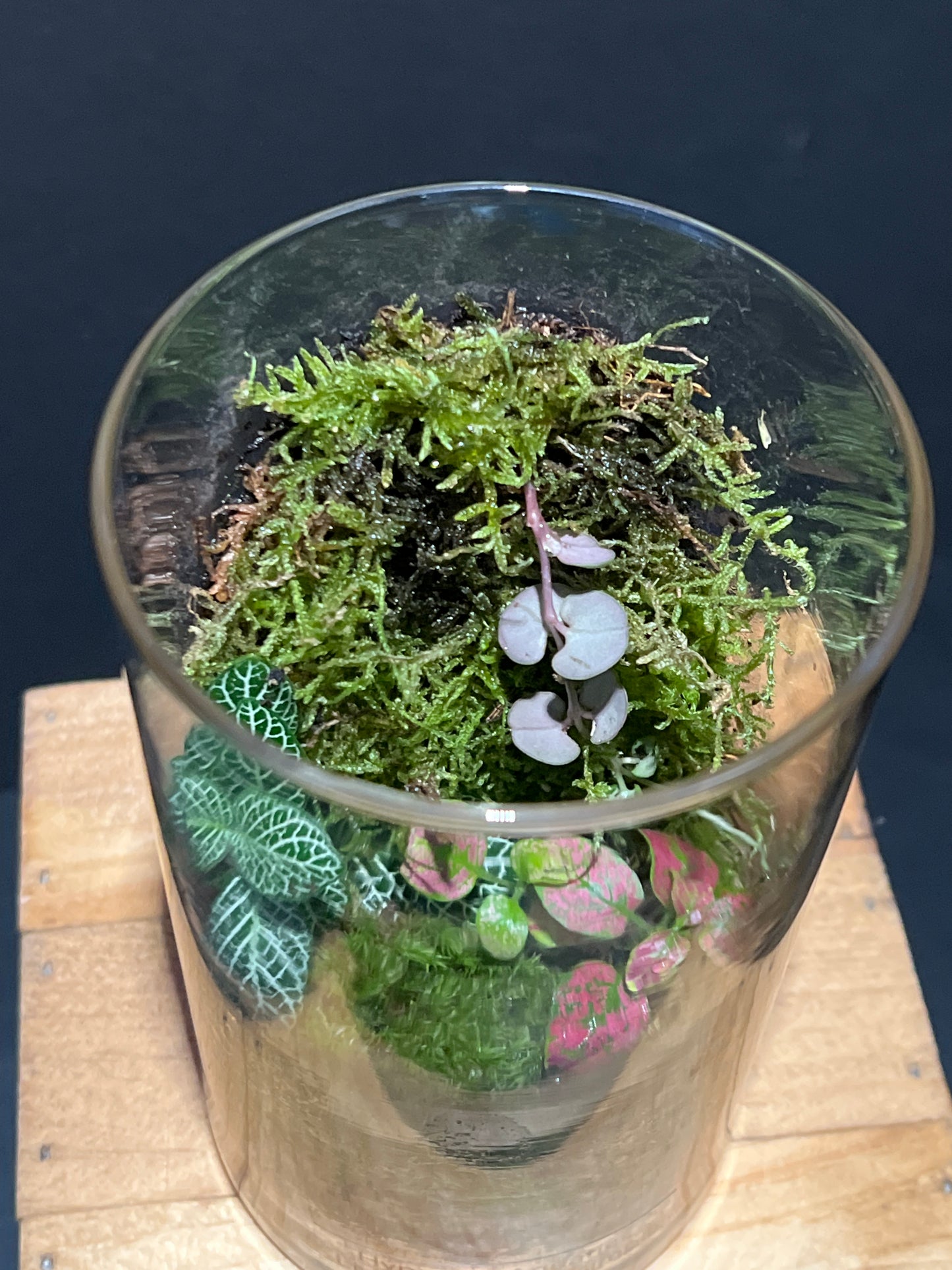 Terrarium 197