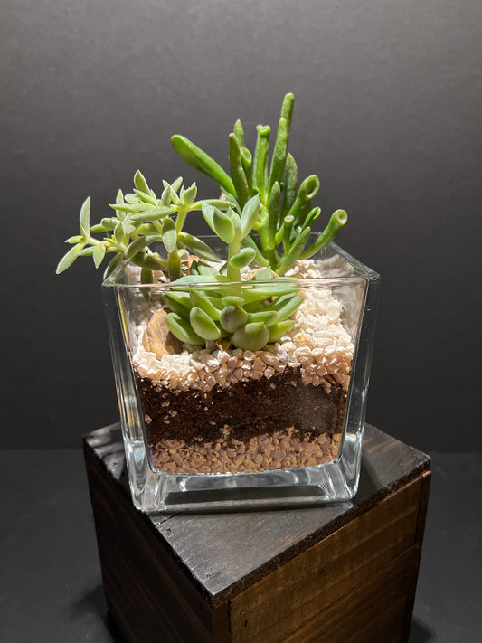 Terrarium #15