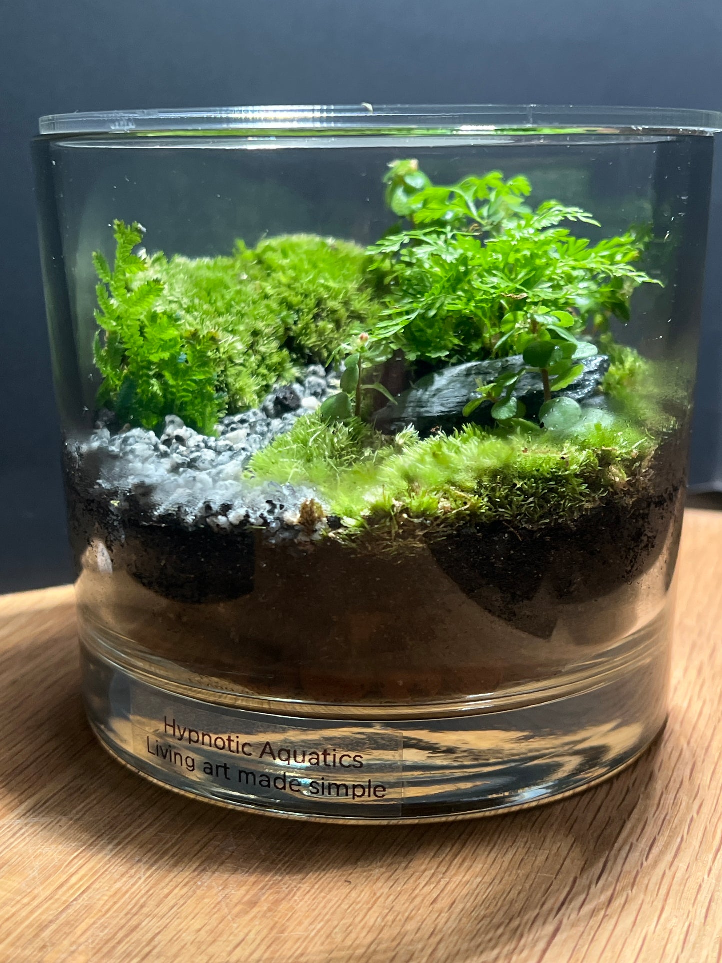 Terrarium 517