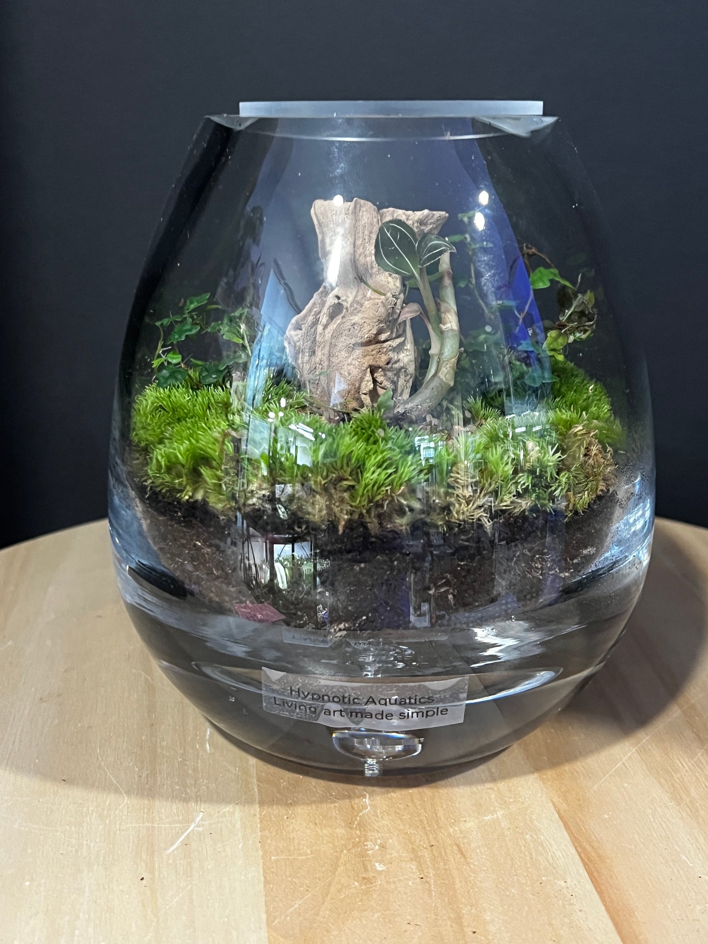 Terrarium 914