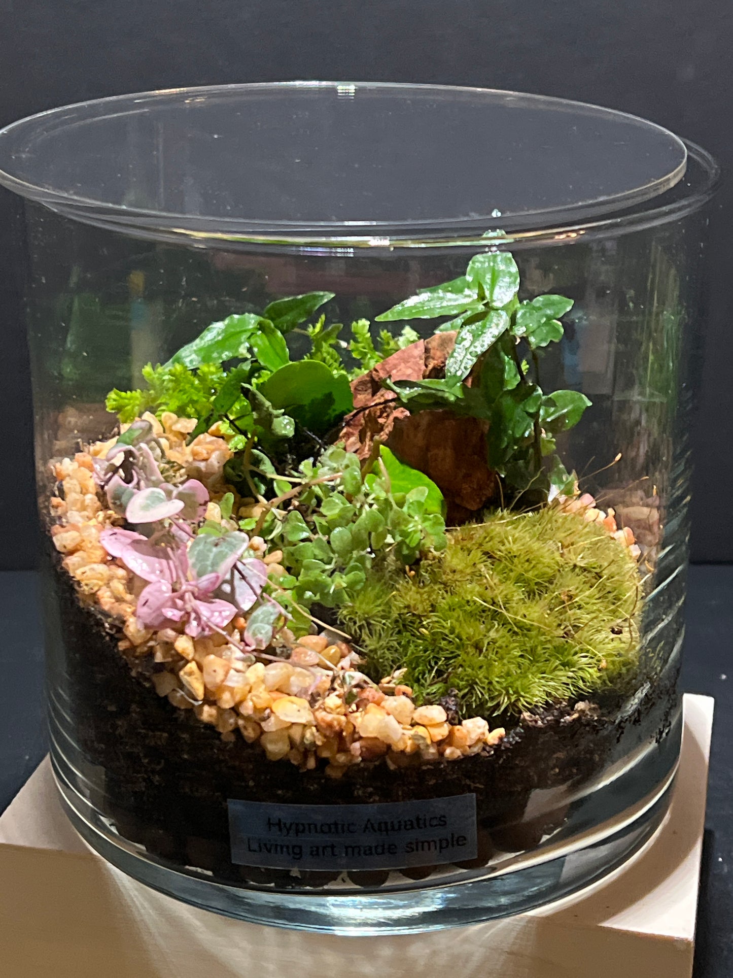 Terrarium 264