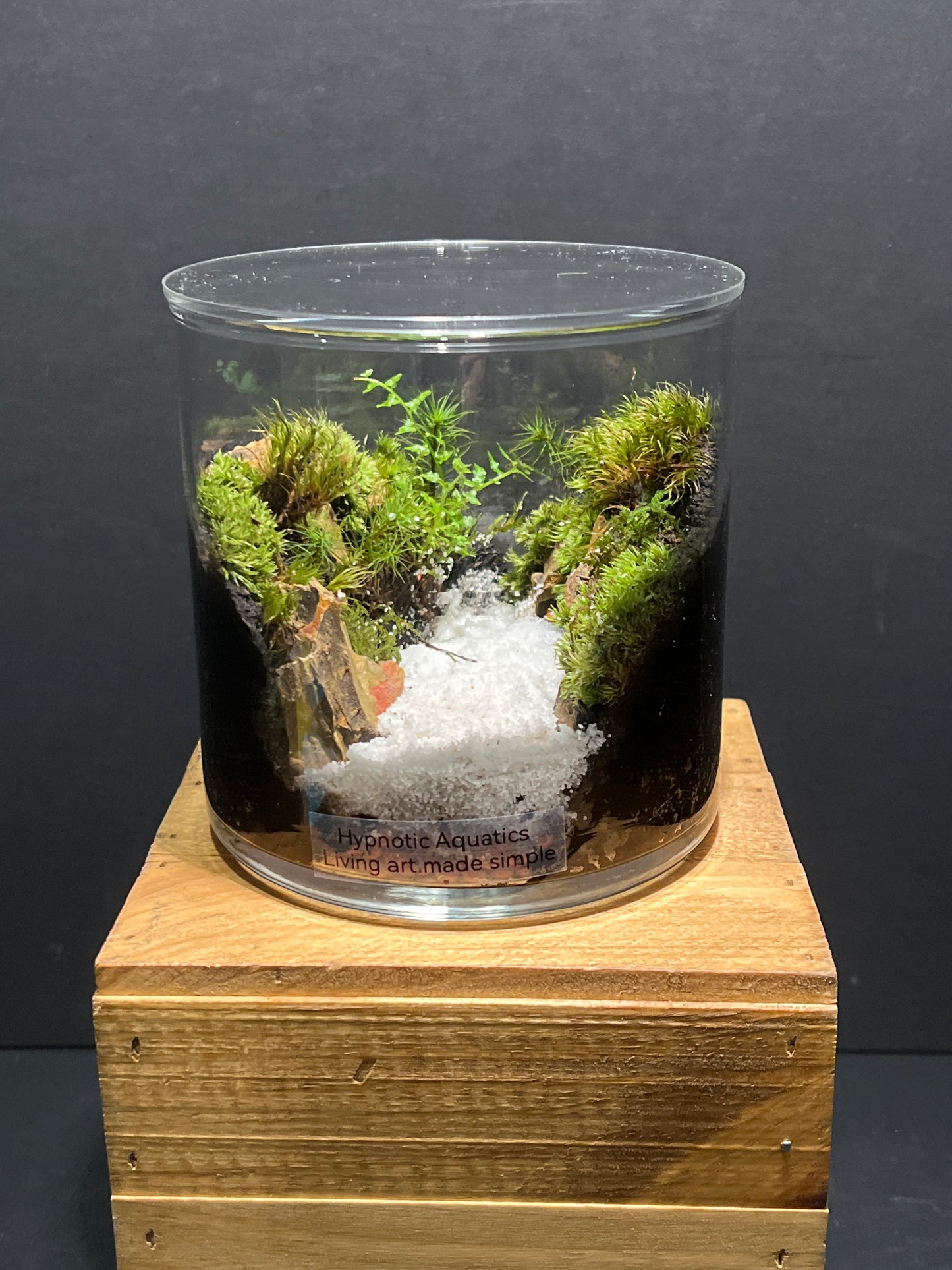 Terrarium #130