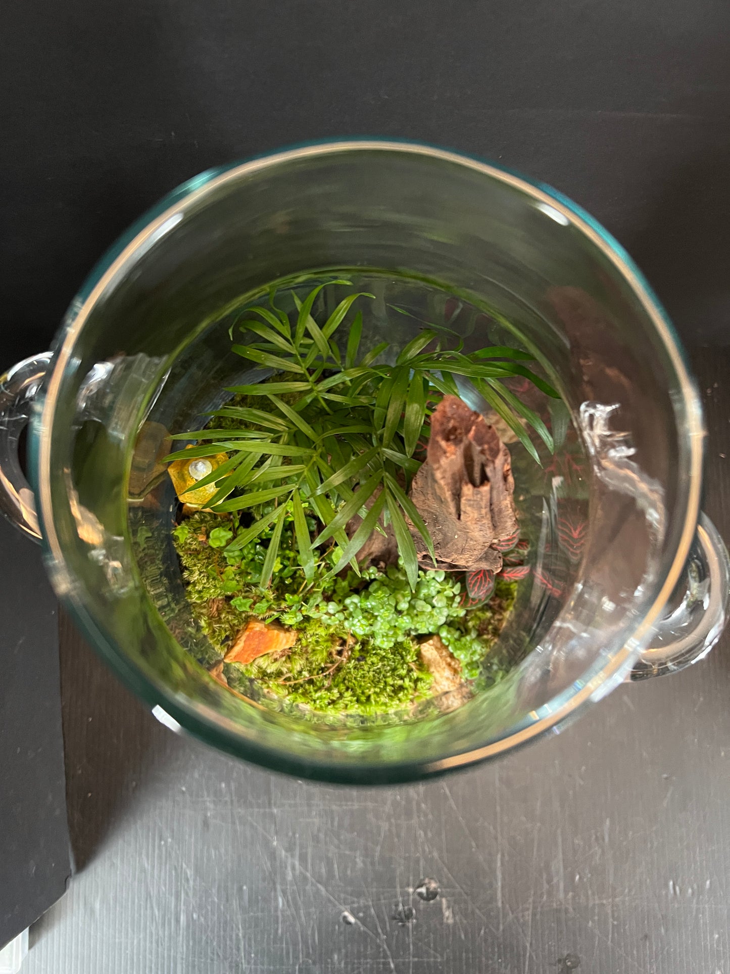 Terrarium 876