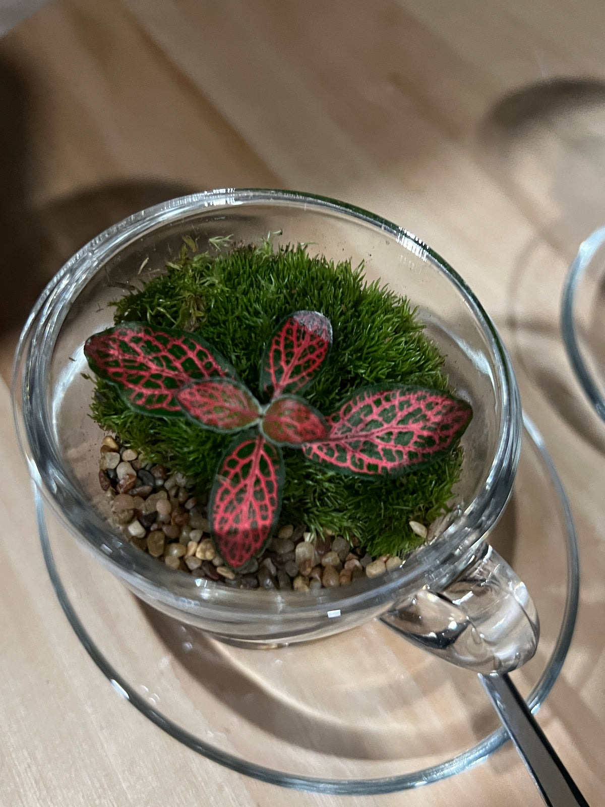 Terrarium (seti) 968