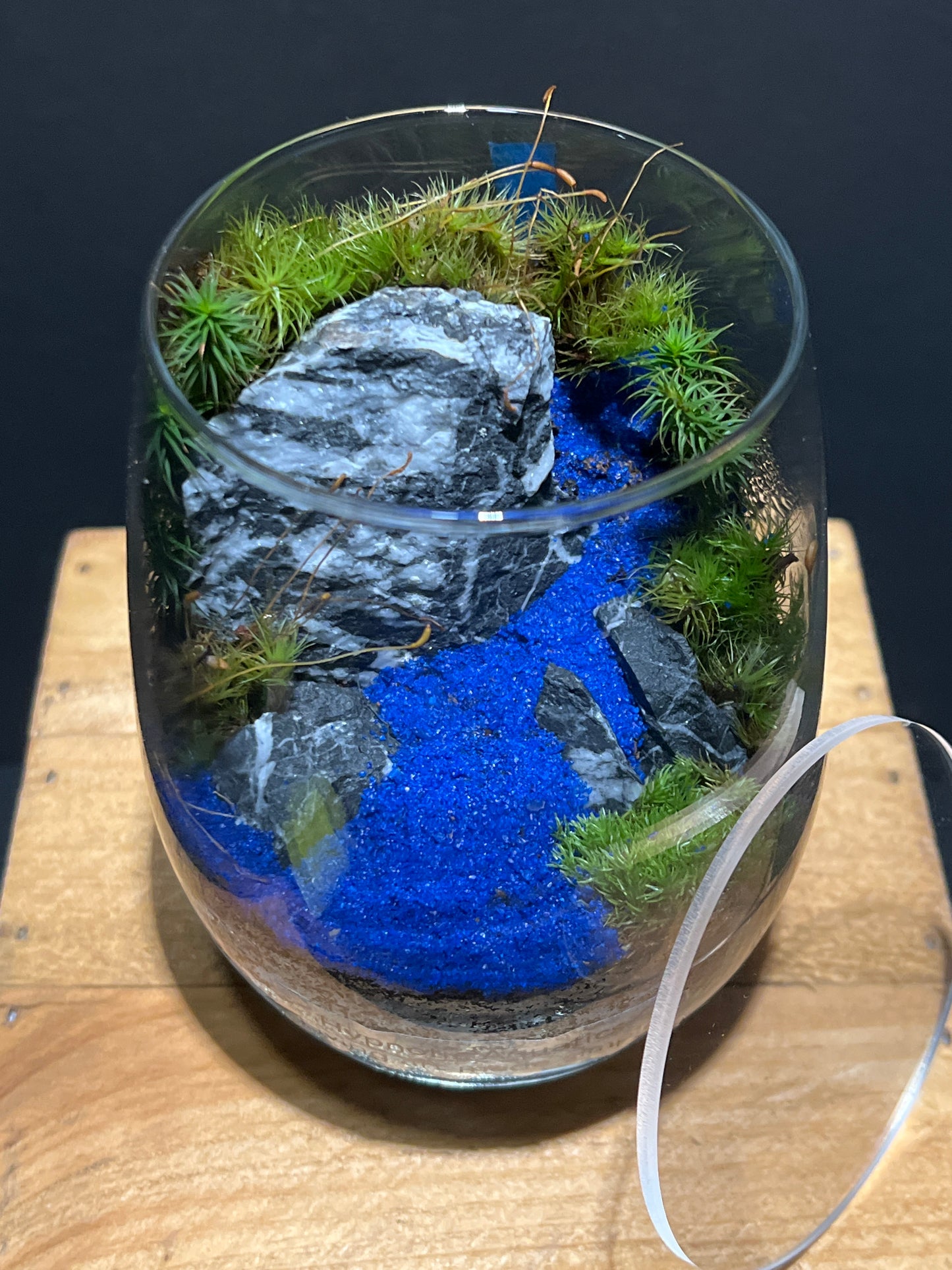 Terrarium #102