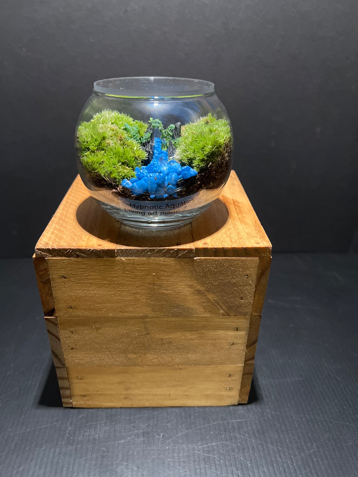 Terrarium #65
