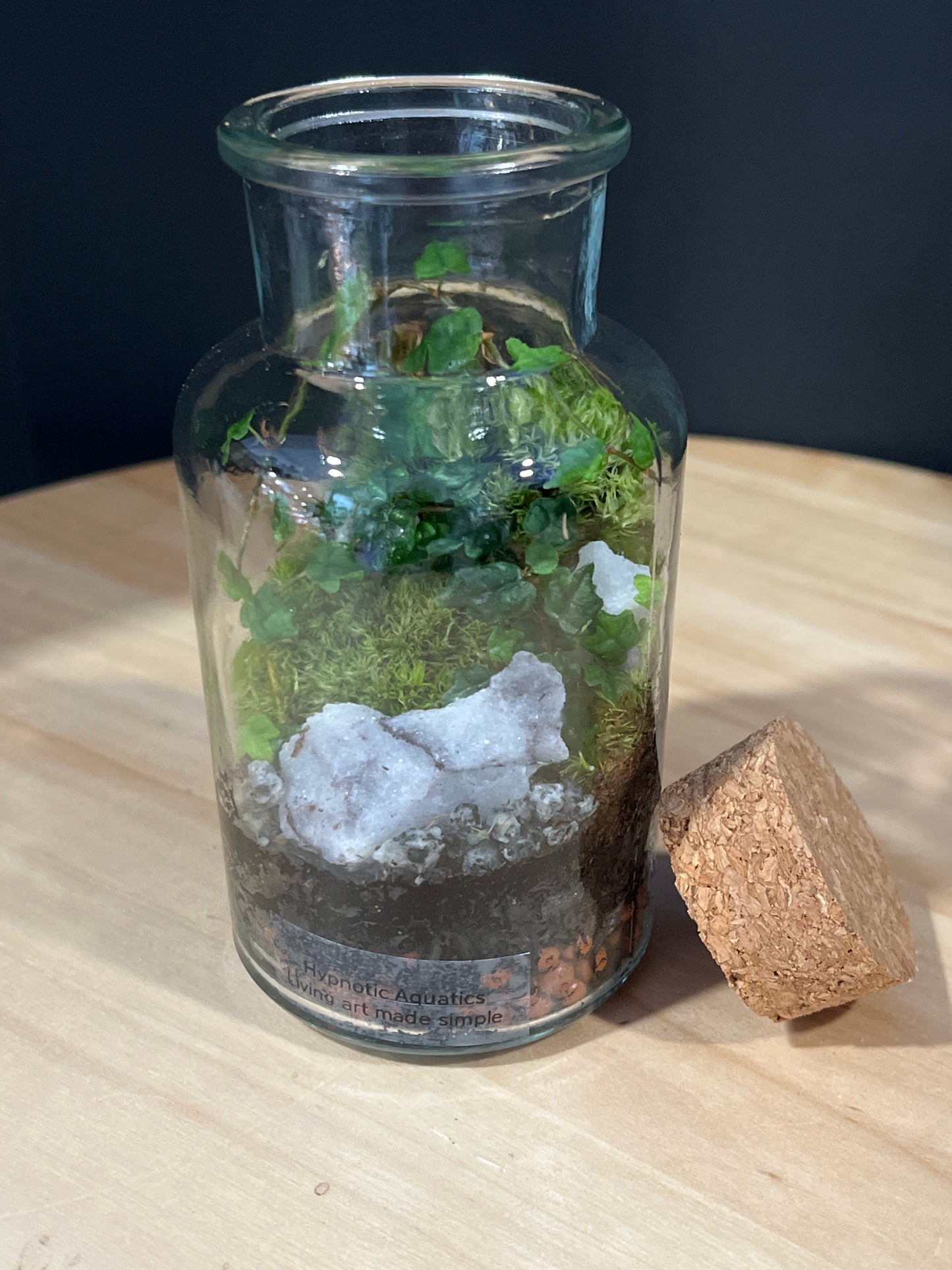 Terrarium 726