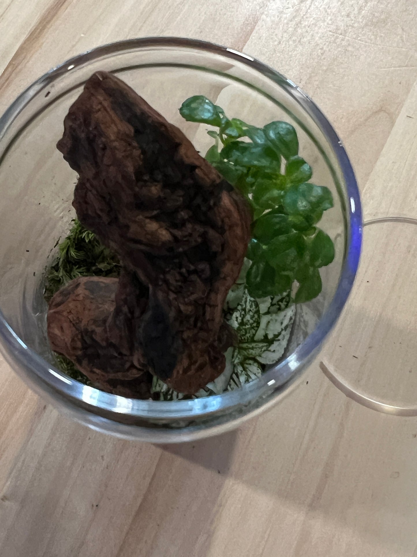 Terrarium 836