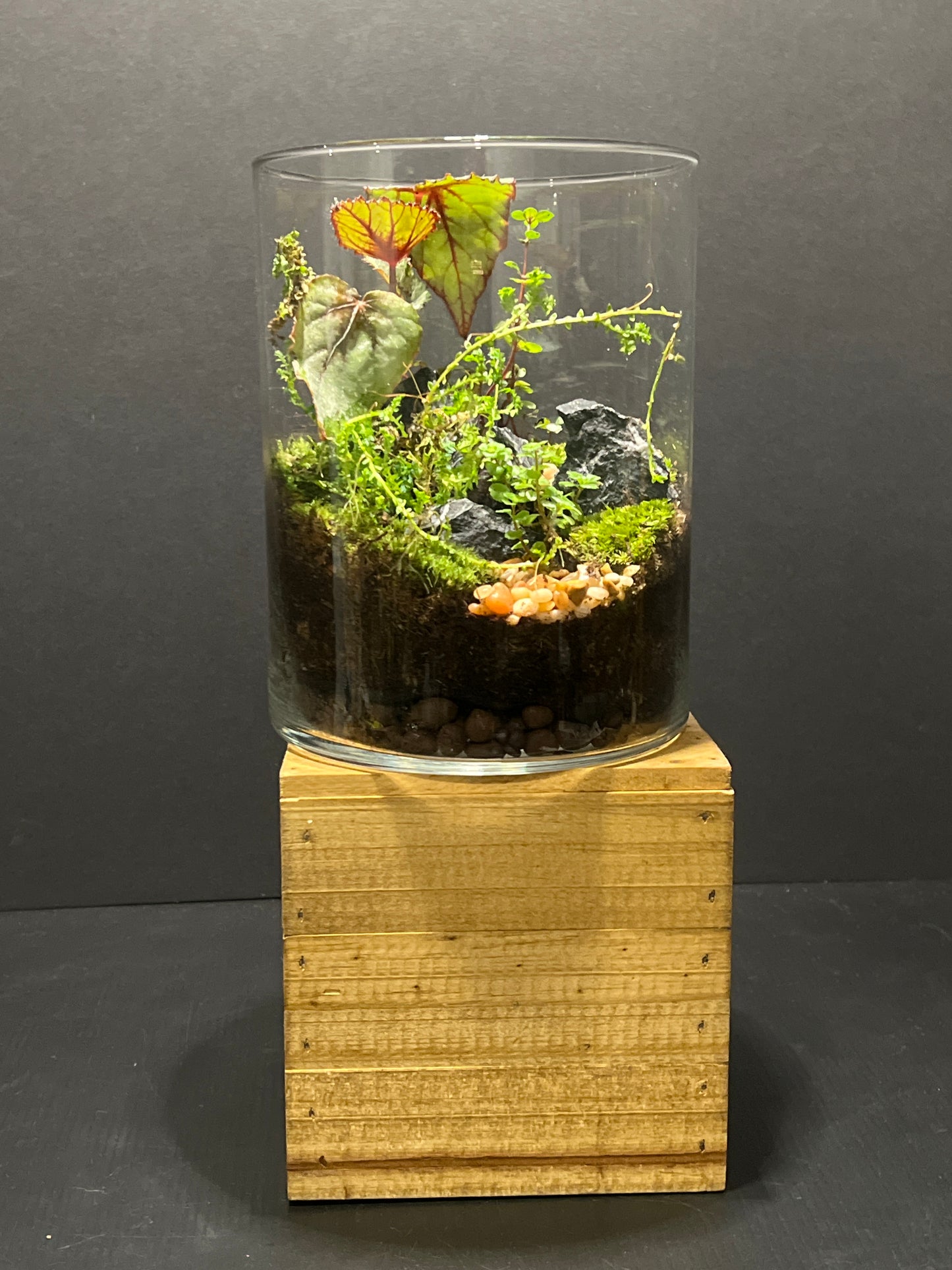 Terrarium #25
