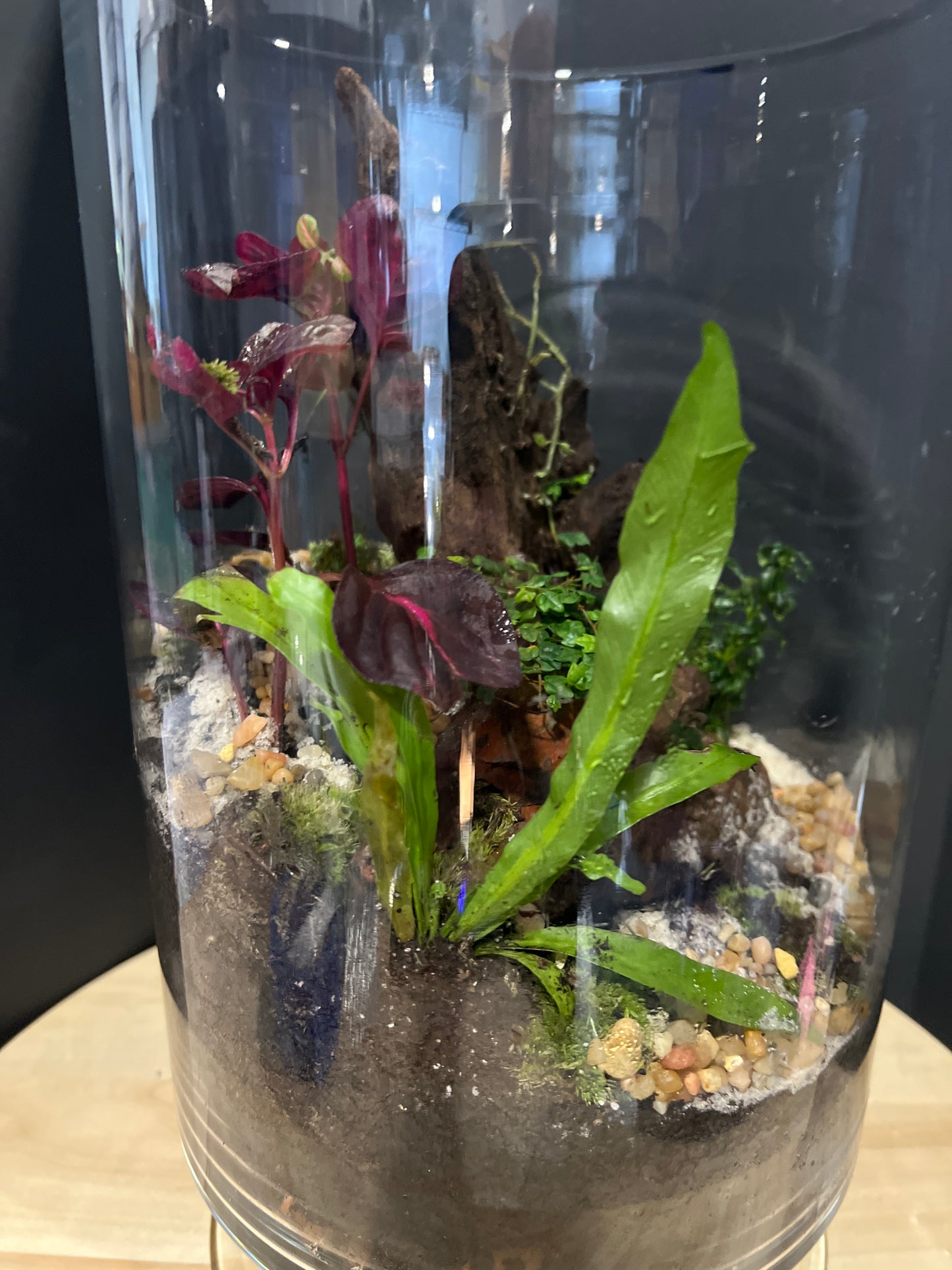 Terrarium 728