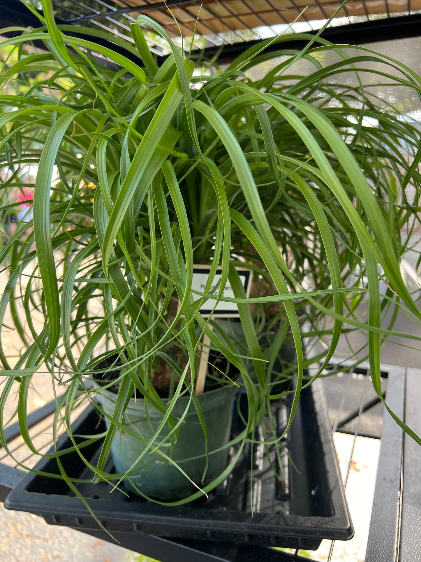 Live Plants: Ponytail Palm