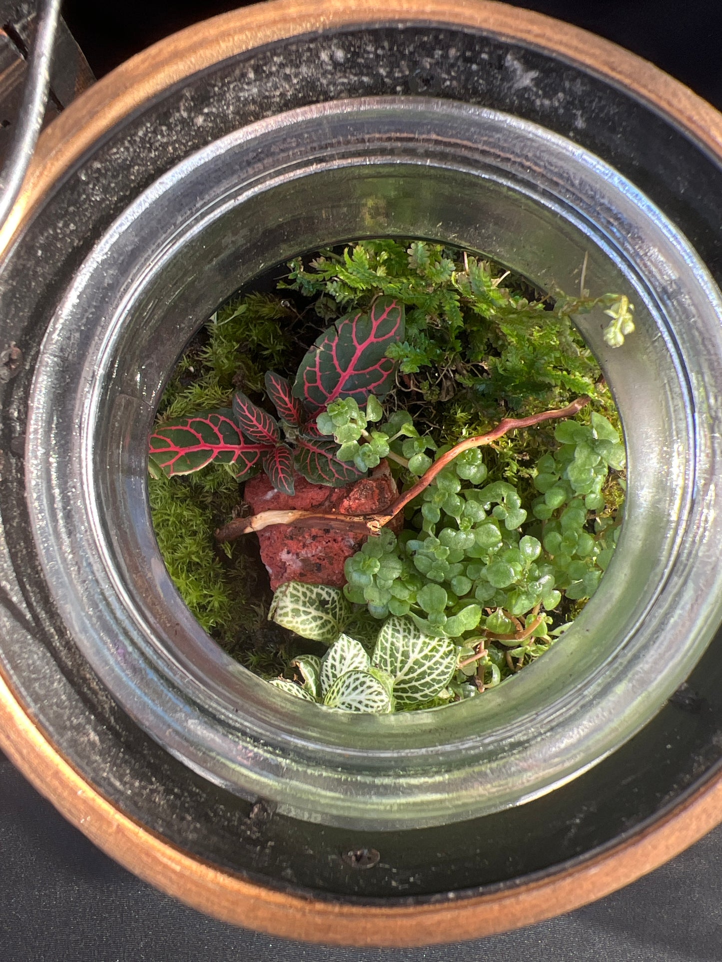 Terrarium 451