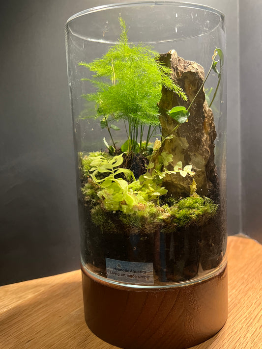 Terrarium 538