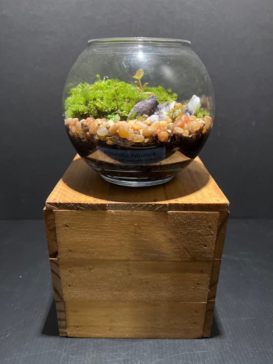 Terrarium #83