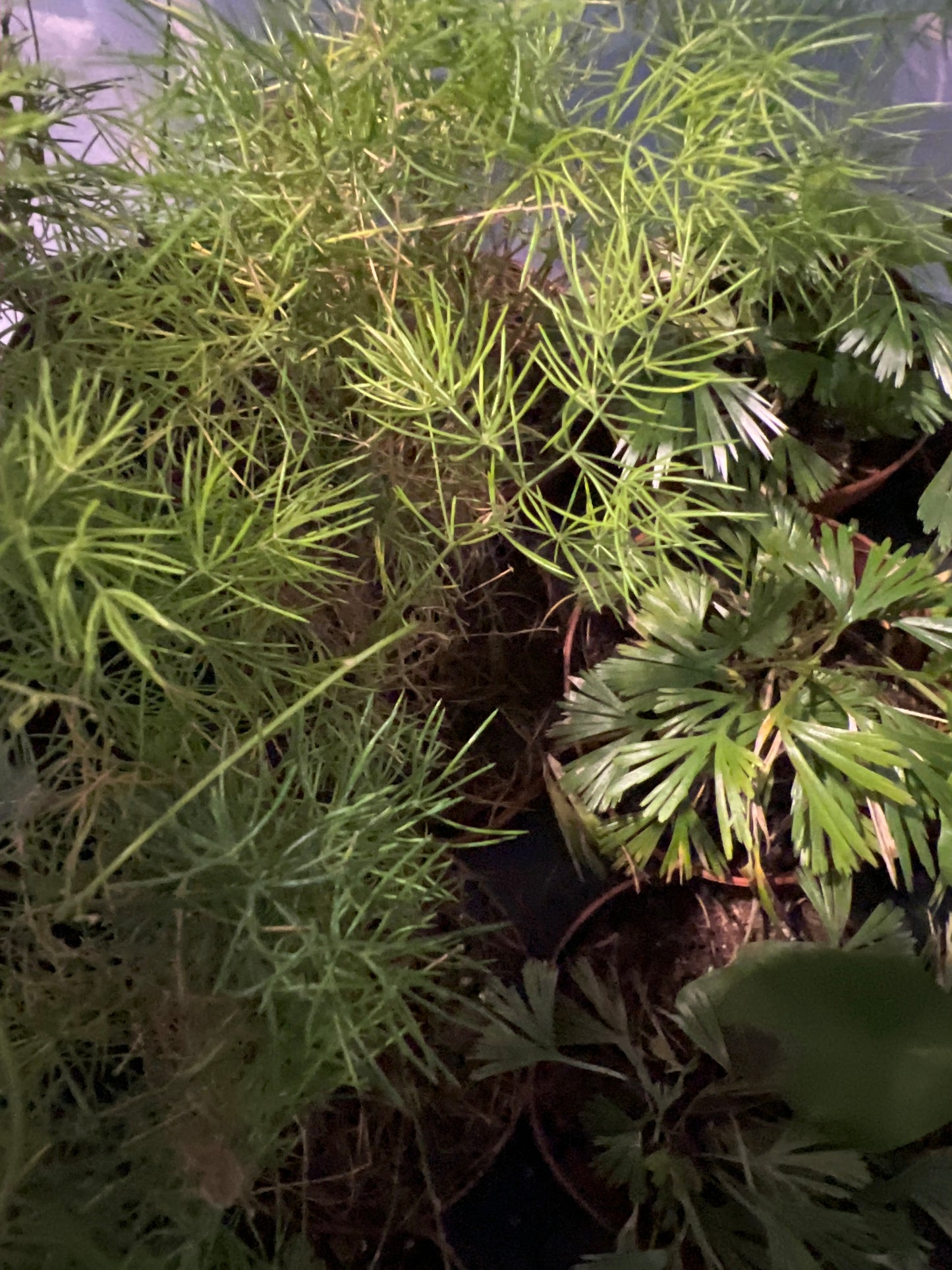 Terrarium Plants: Fern Mix Collection