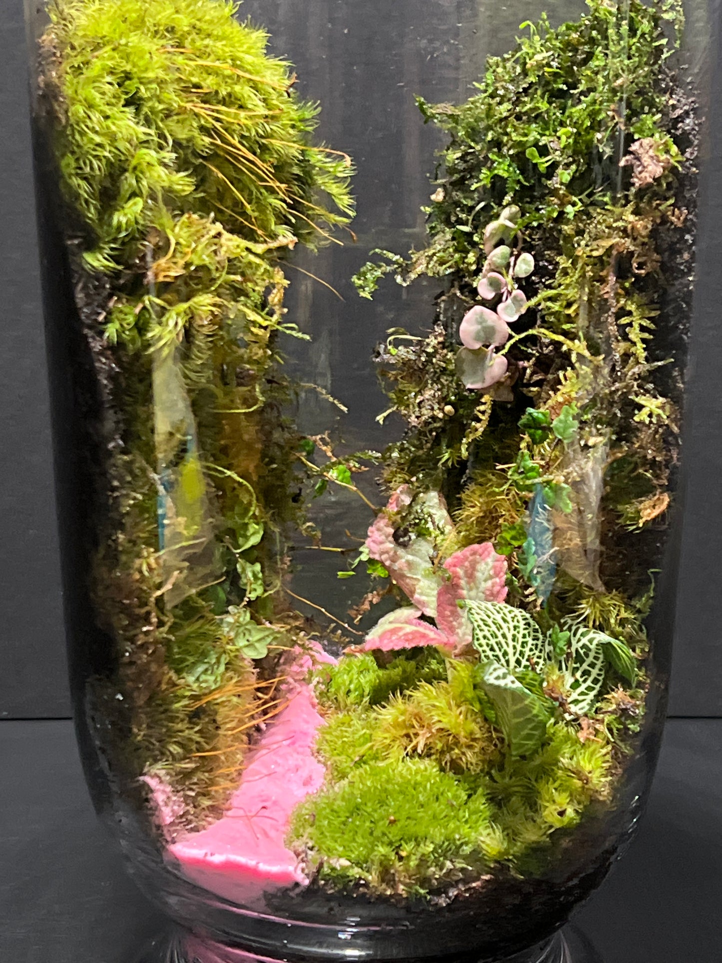 Terrarium 256