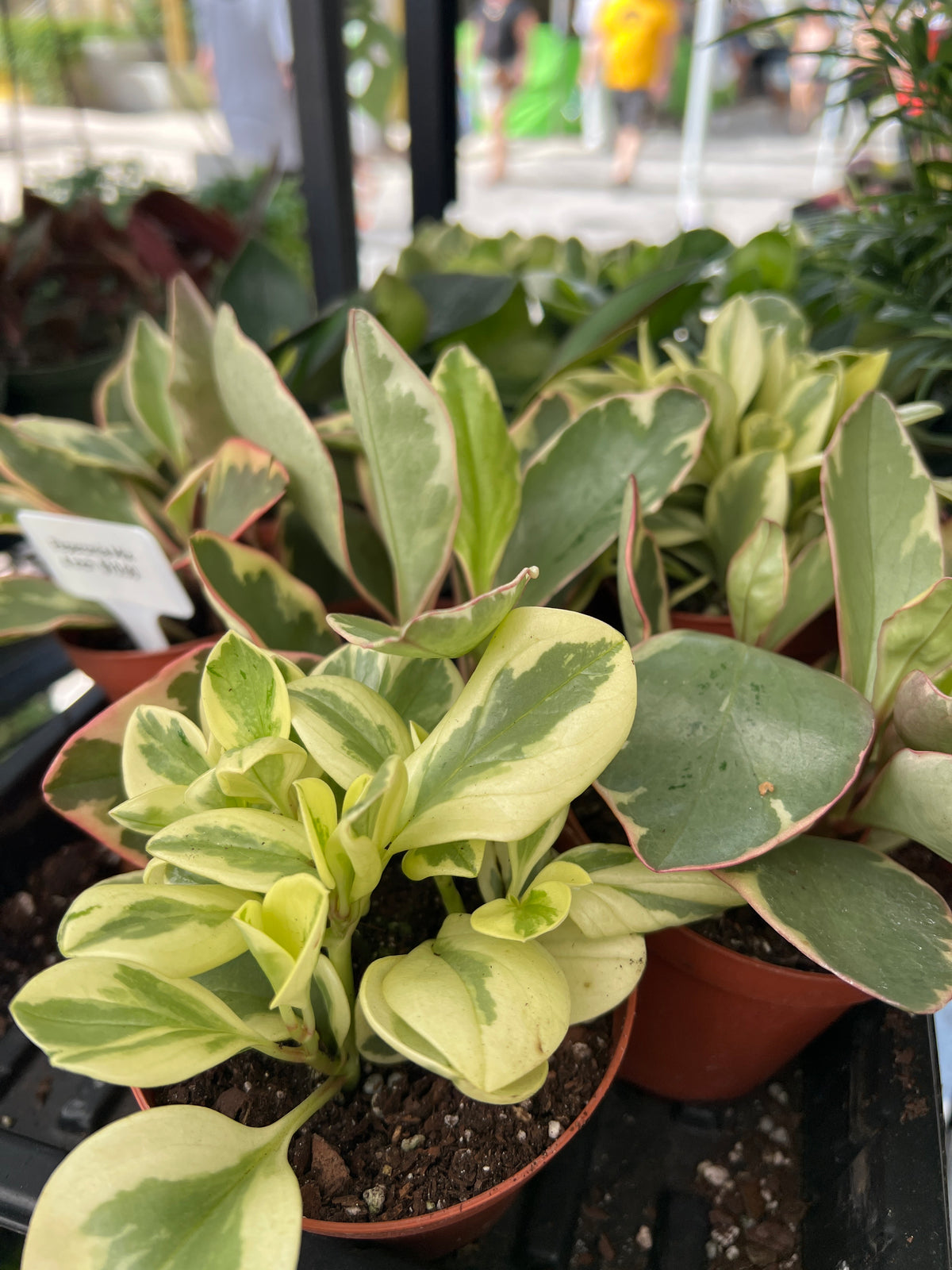 Live Plants: 4” Peperomia Assorted