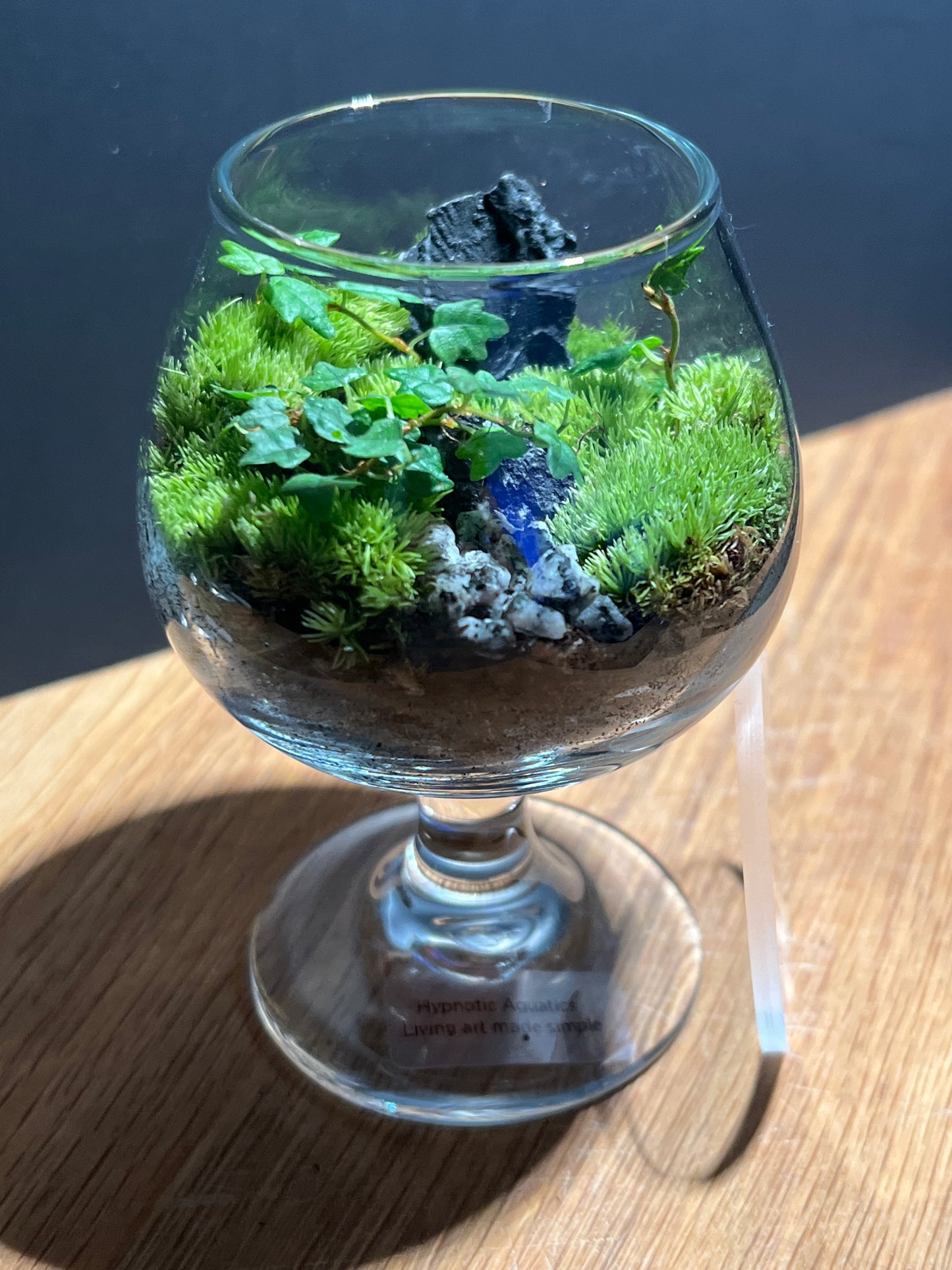 Terrarium 523