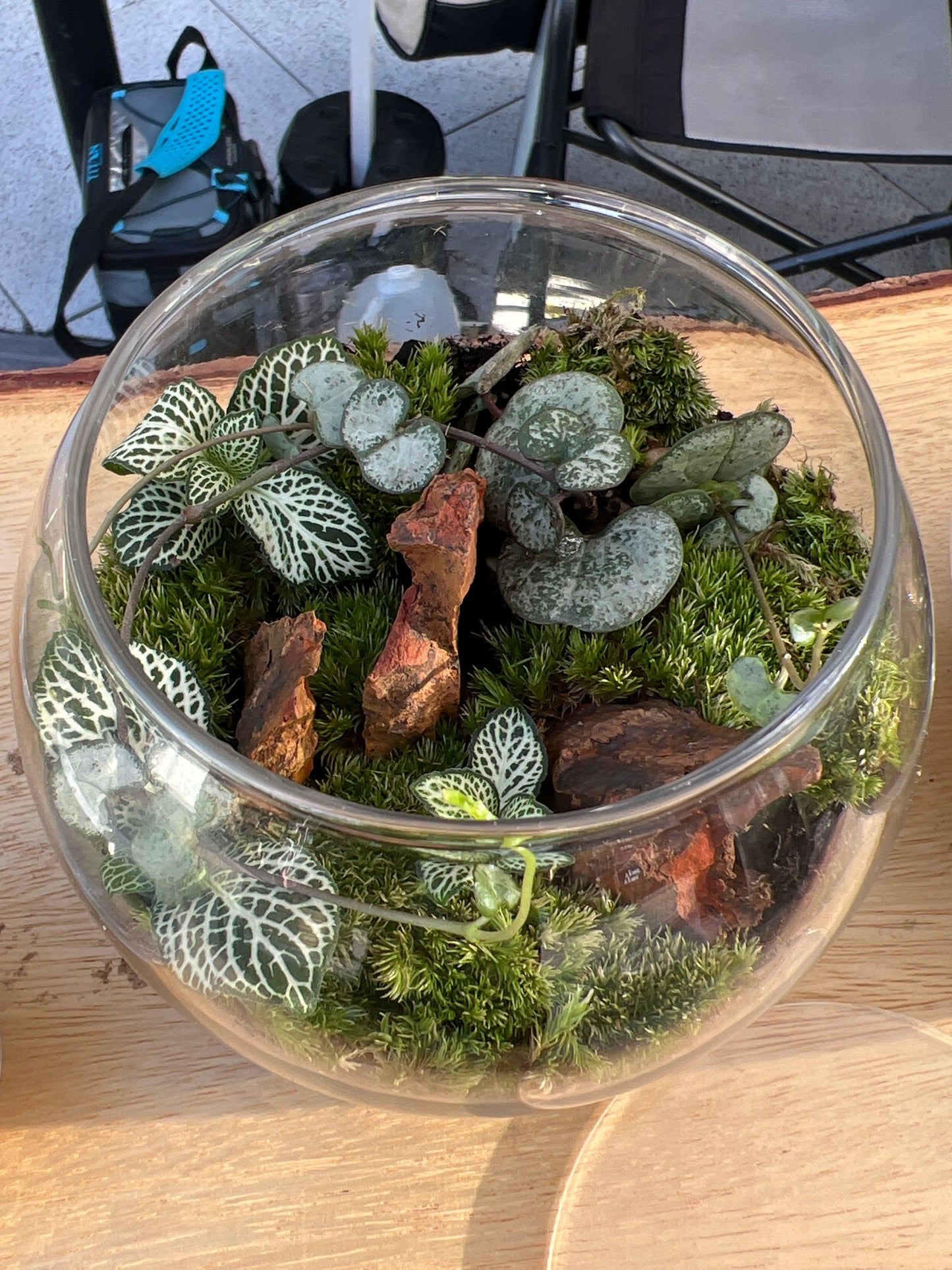 Terrarium 820