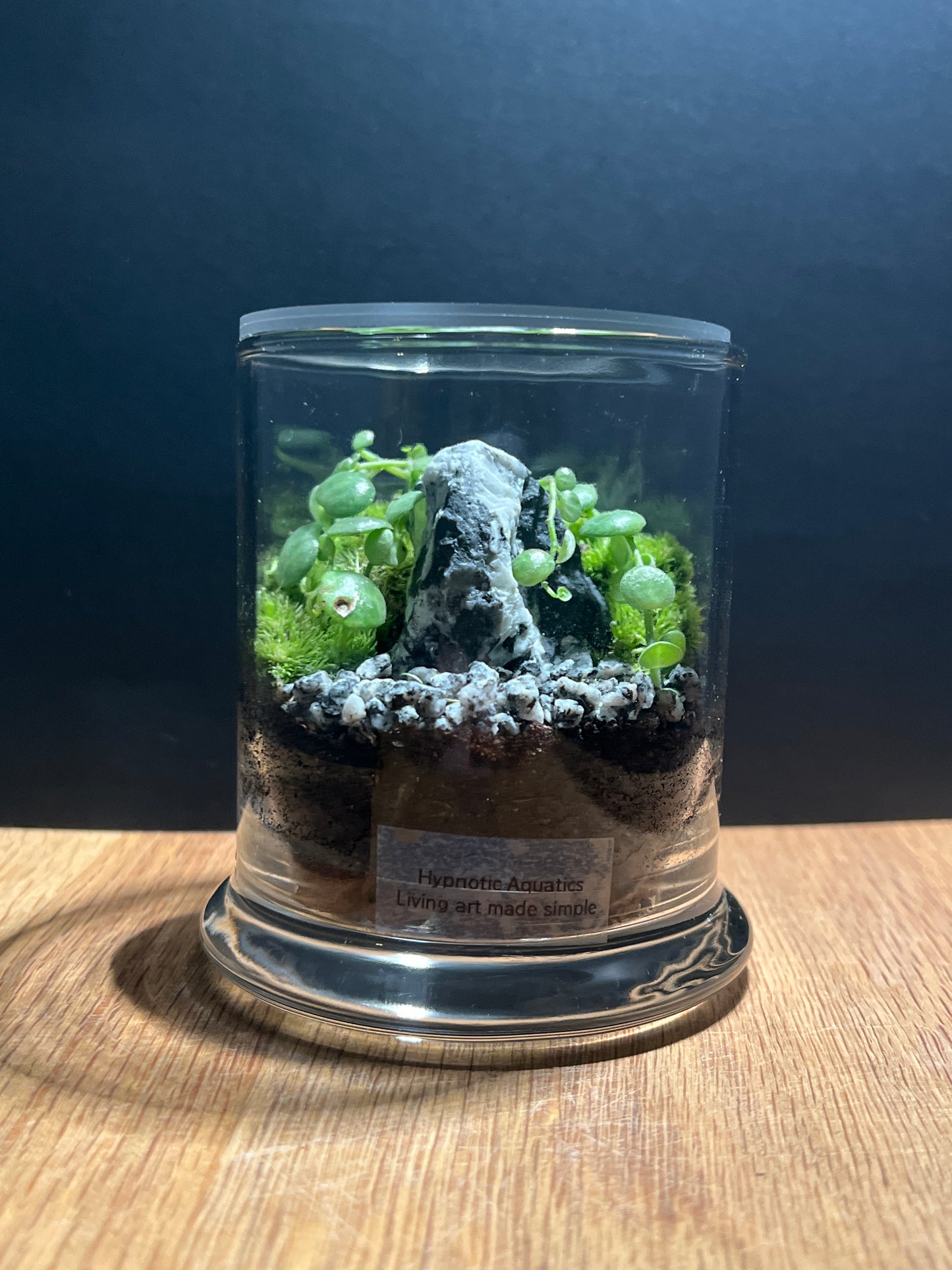 Terrarium 509