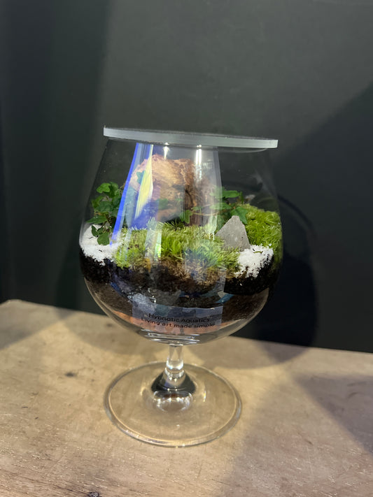 Terrarium 479
