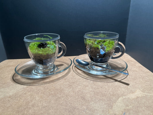 Terrarium 465 Seti