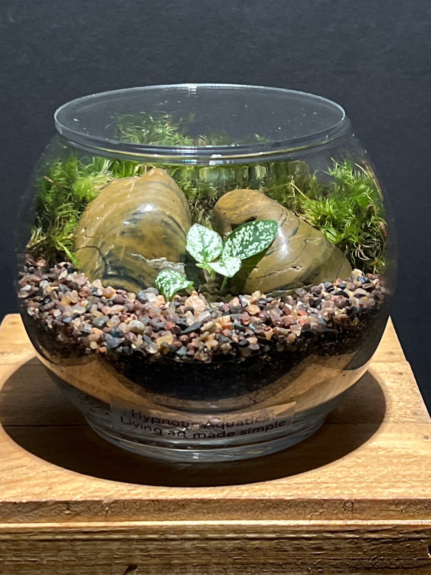 Terrarium #135