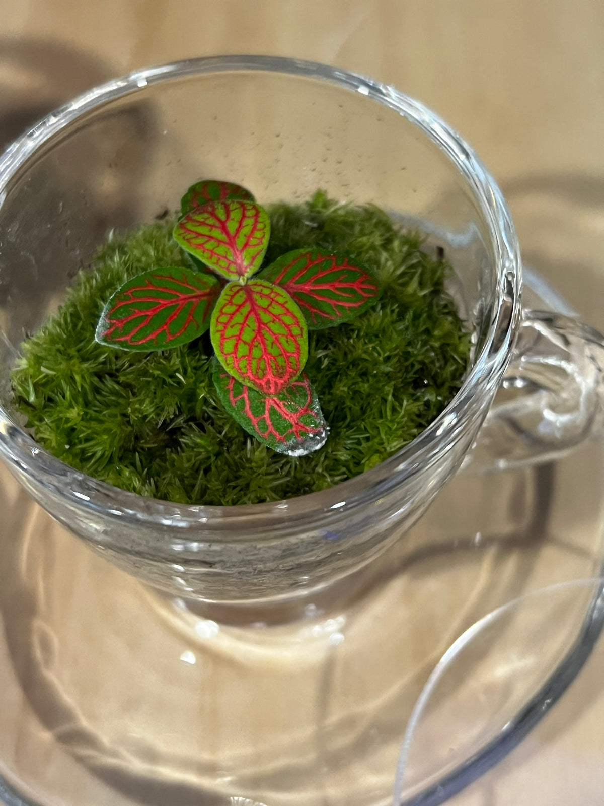 Terrarium 985 (seti)