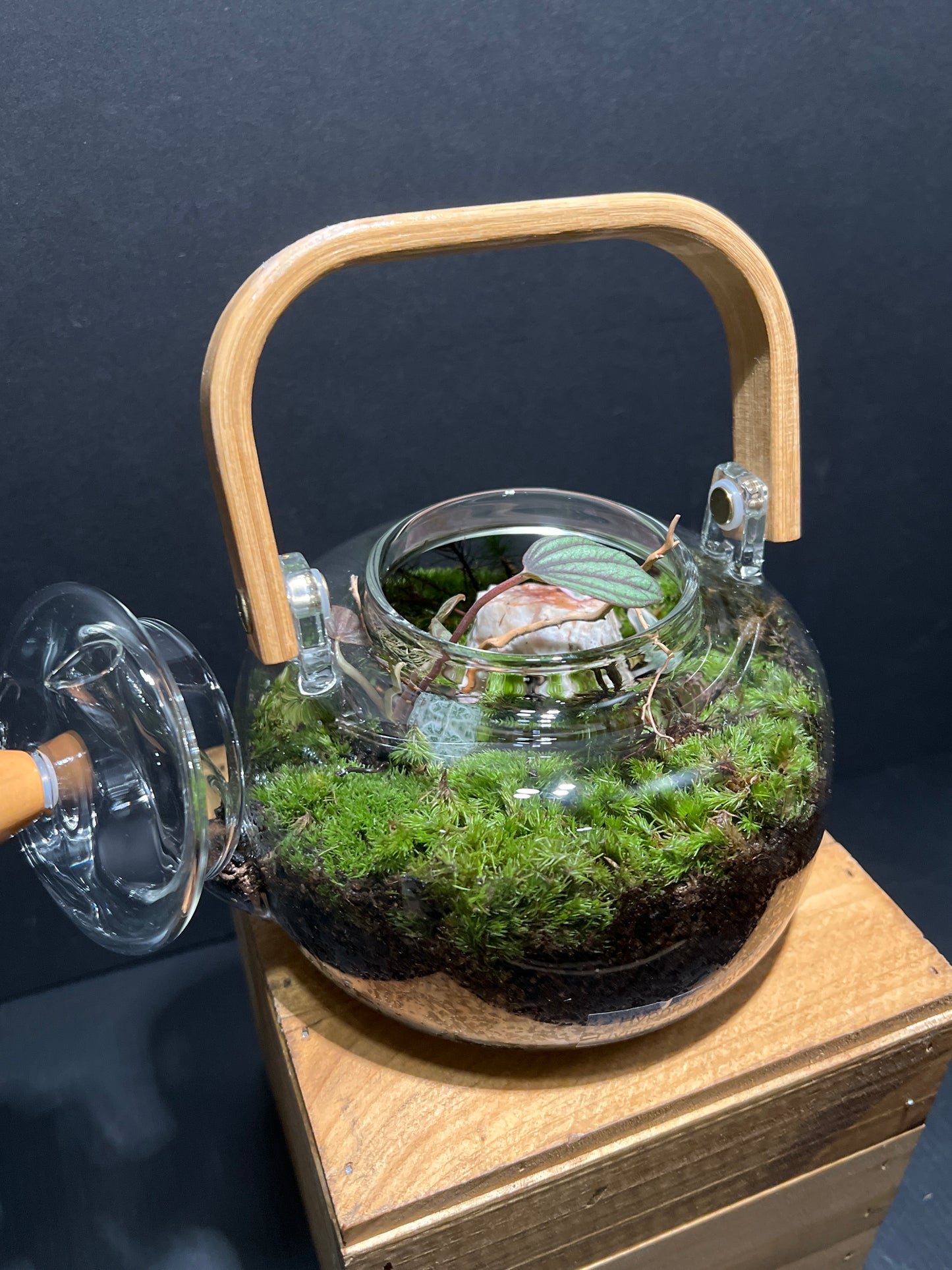 Terrarium #97