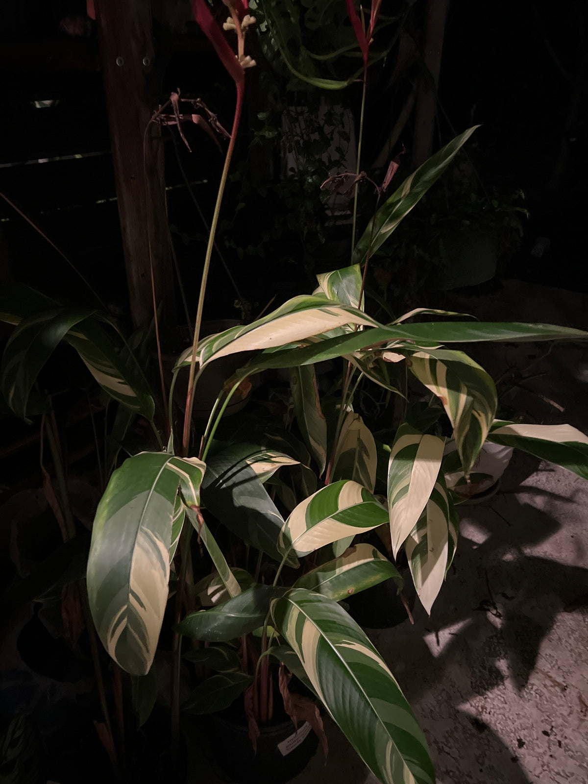 Live Plants: Heliconia 10”