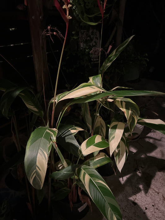 Live Plants: Heliconia 10”