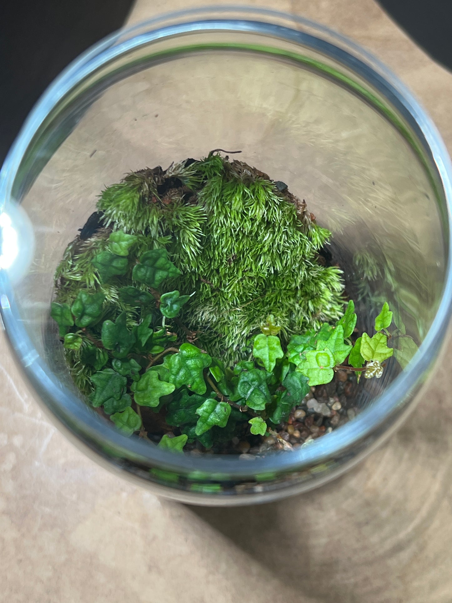 Terrarium 850