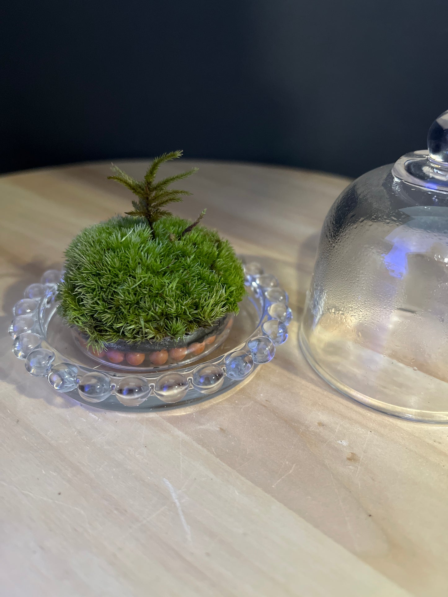 Terrarium 846