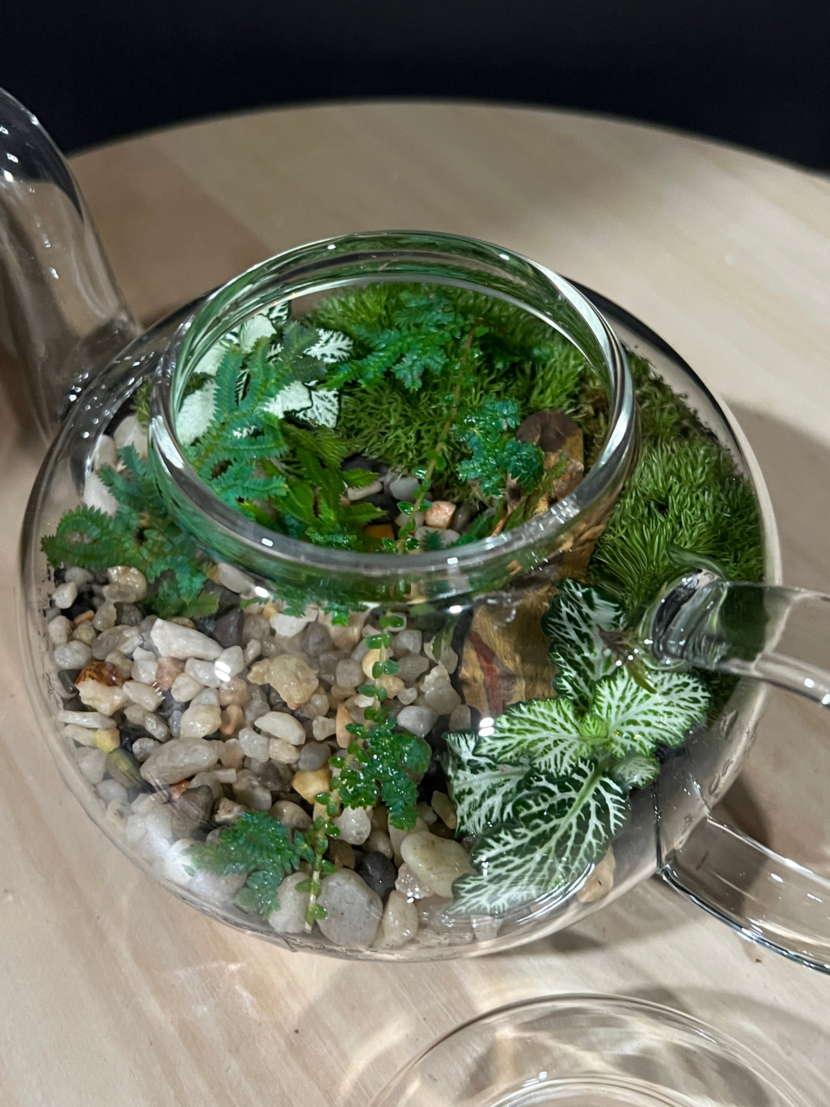 Terrarium 967