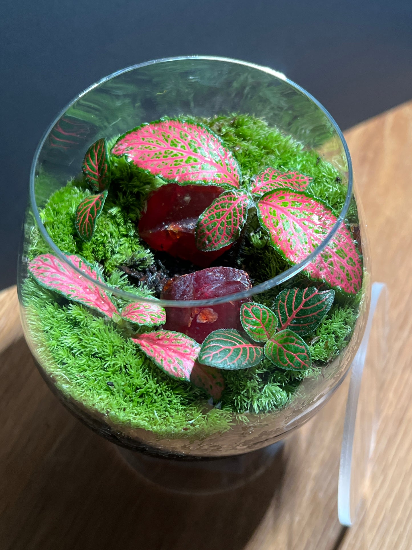 Terrarium 479