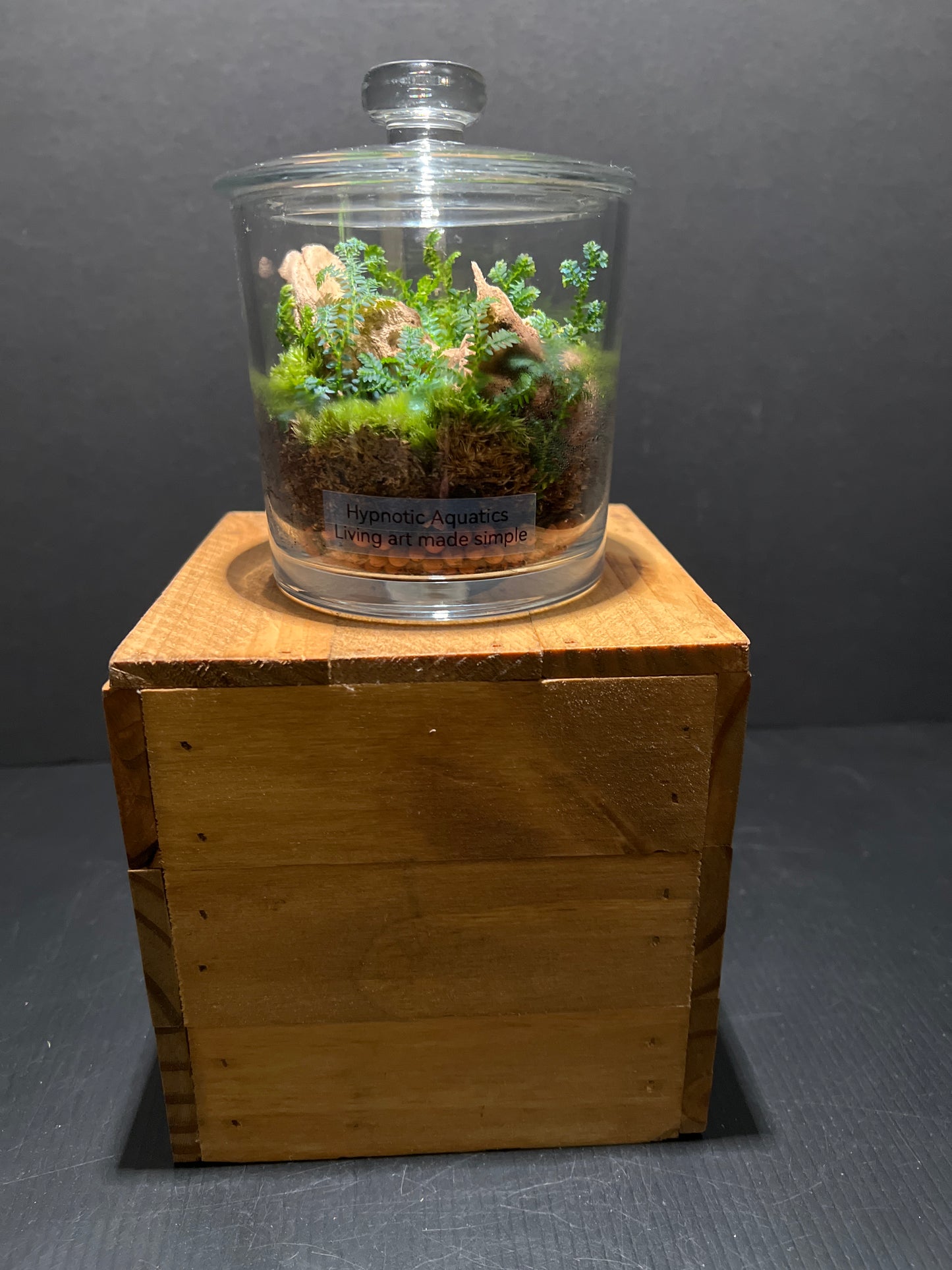 Terrarium #56