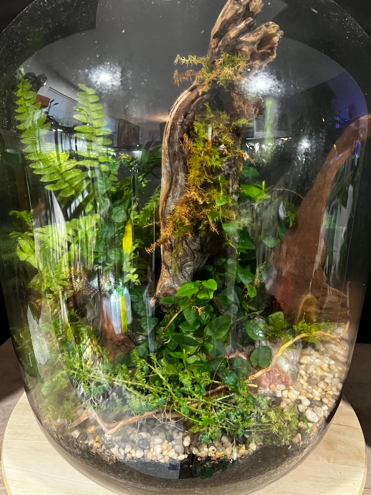 Terrarium 997